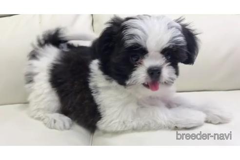 成約済の宮崎県のミックス犬-239232の3枚目